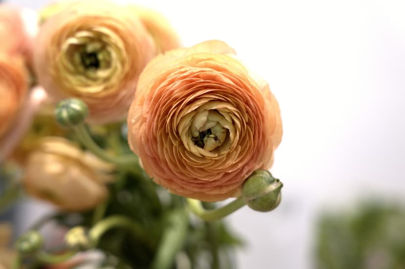 Ranunculus opening, close enough to count the petals
